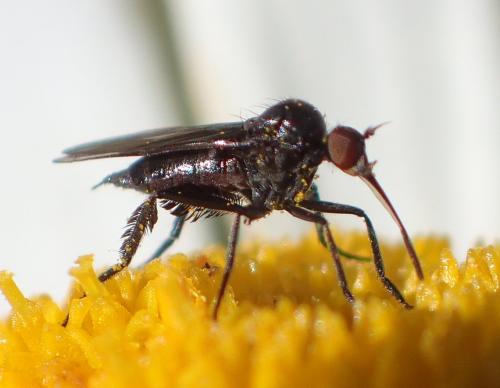 Réf. 222 802 : Empis sp.